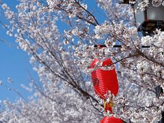 -古柏渡丰乐樱花园