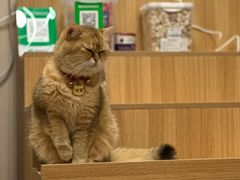 -唐小姐の私宠·宠物洗护美容·撸猫馆·购宠(周浦万达旗舰店)