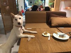 -柴务处·柴犬主题狗咖