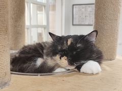 -楼上猫咖(罗湖店)