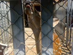 -意大利农场度假村