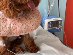 -瑞派福兴宠物医院犬猫全科·骨科·中西医结合(河东店)