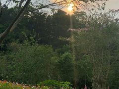 -深圳仙湖植物园-停车场