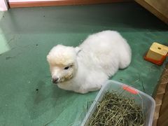 -藦茜花园宠物主题亲子互动体验馆(国顺东路店)