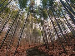 -广州市石门国家森林公园