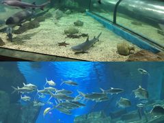 -福州罗源湾海洋世界旅游区