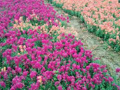 -武汉紫薇都市田园