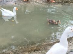 -栾川竹海野生动物园