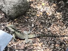 -可伦宾野生动物保护区