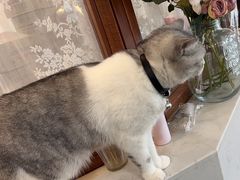 -共舞时光猫咖·狗咖(新街口店)