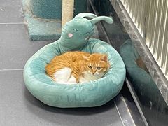 -艾贝尔宠物医院·24H转诊中心·肿瘤猫专科(江宁双龙店)