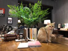 j猫-咖法森林·咖啡  酒吧(天河店)