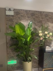 -云南吴氏嘉美医疗美容医院