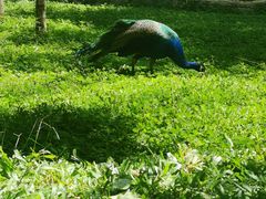 -瑞丽独树成林风景区