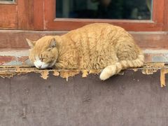 -中农国际动物医院24小时·猫科·骨科·急重症中心