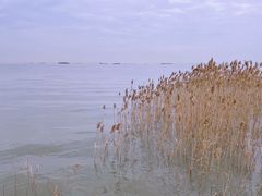 -上海吴淞炮台湾国家湿地公园