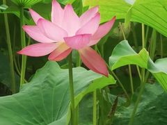 -梁鸿国家湿地公园