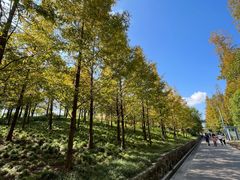 -上海长兴岛郊野公园