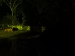 -清迈夜间动物园