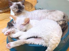 -藏猫猫咖啡主题馆(中央大道店)