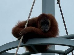 -西霞口神雕山野生动物世界
