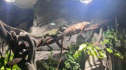 -Zoolung Zoolung动物主题公园(海信广场店)