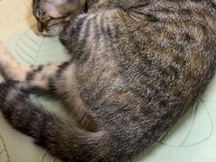 -御宝贝·A梦猫科宠物医院(国际猫友好医院)