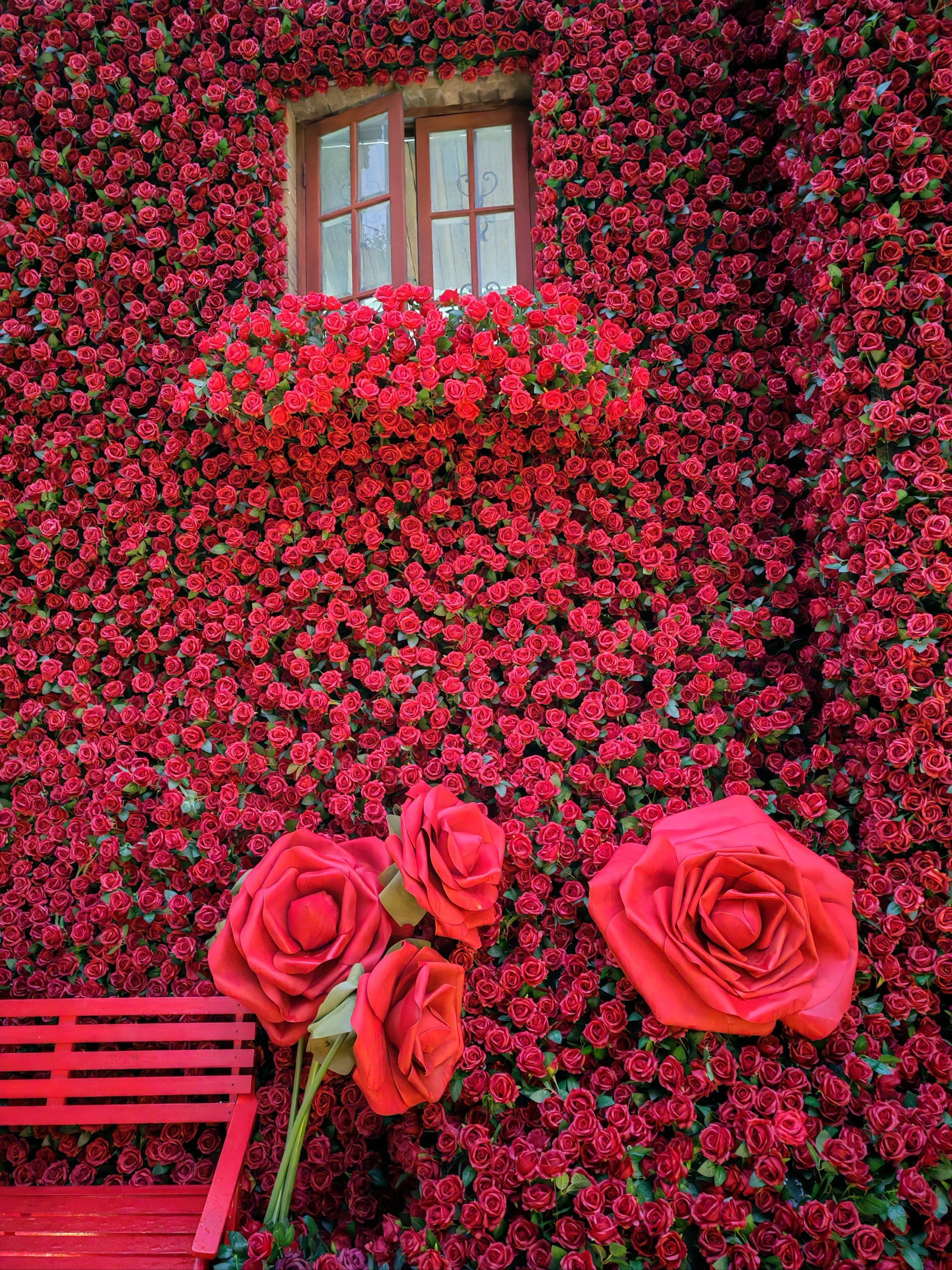 魔都的玫瑰花墙🌹next level‼️