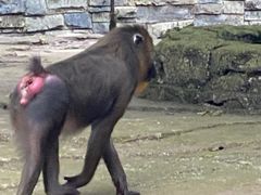 -贵州森林野生动物园