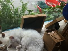 -Babycat私家御饼屋(龙头路一店)