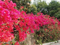 -深圳仙湖植物园