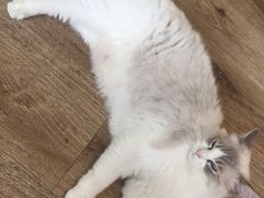 -派联宠物医院·24h·CT·异宠
