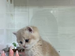 -青奢宠物·青奢猫舍