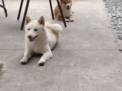 -柴犬高等学院·狗咖·柴犬售卖·宠物训练