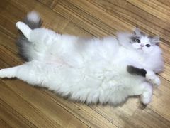 -Bastet sally猫舍购宠(静安店)