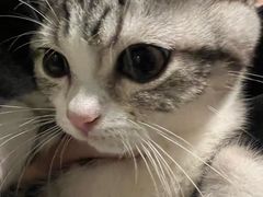 -瑞派福兴宠物医院犬猫全科·骨科·中西医结合(河东店)