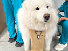 -西安京西宠物医院·瘫痪·疑难杂症