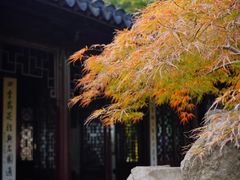 -秋霞圃