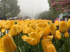 -南山植物园