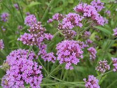 -洋湖国家湿地公园