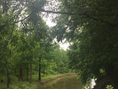 -上海长兴岛郊野公园