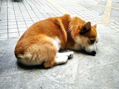 -小梁哥云吞面(黄贝岭店)