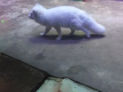 -芜湖新华联大白鲸海洋公园