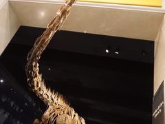 -美国自然历史博物馆