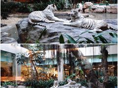 与白虎共餐-白虎自助餐厅·真老虎·景观自助餐厅(广州长隆酒店)