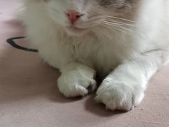 -猫在这儿猫咪咖啡馆·撸猫馆