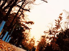 -八大关景区