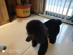 -精灵岛宠物生活馆(洪泽花园店)