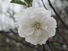 -南国桃园旅游度假区