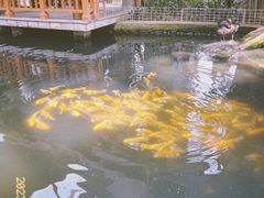 -南宫五洲植物乐园